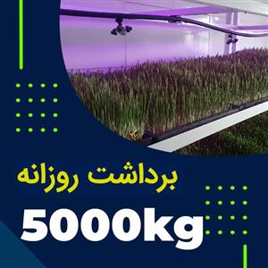 پکیج برداشت حدودی 5000 کیلوگرم روزانه علوفه هیدروپونیک 