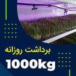 پکیج برداشت حدودی 1000کیلوگرم روزانه علوفه هیدروپونیک