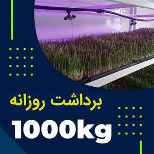 پکیج برداشت حدودی 1000کیلوگرم روزانه علوفه هیدروپونیک 