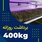 پکیج برداشت حدودی 400 کیلوگرم روزانه علوفه هیدروپونیک