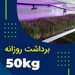 پکیج برداشت حدودی 50 کیلوگرم روزانه علوفه هیدروپونیک