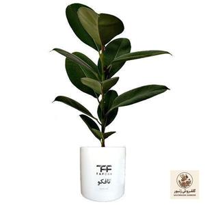 گل طبیعی فیکوس سبز تافکو کد 1402