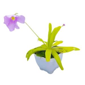 گیاه طبیعی پینگوییکولا حشره خوار نژاد افرودیت (سایز بالغ و مادری)
