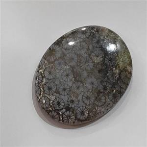 سنگ فسیل مرجان طبیعی و اصل با نقش عالی قدمت بالا فوق کلکسیونی کد b12