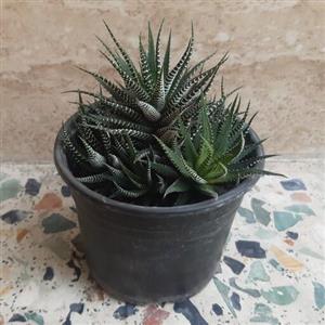 گل هاوارتیا  گورخری  سایز  متوسط