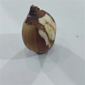 پیاز گل نرگس شیراز فروش به صورت (یک عددی)