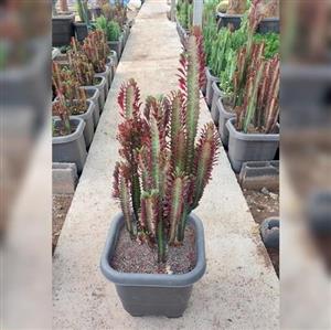 کاکتوس افوربیا تریگونا باکس 40  گیاه آپارتمانی مقاوم با ارتفاع حدود 90 سانت
