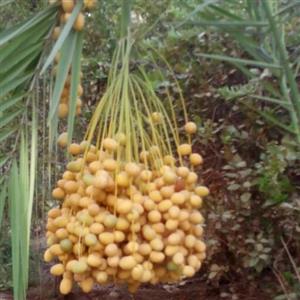 خرما خارک قندی 5 کیلویی  عمده و جزیی شیرین مثل قند