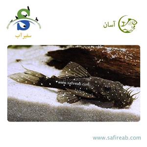 ماهی کت فیش L59