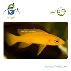 ماهی سیچلاید لیمویی (للئوپی)