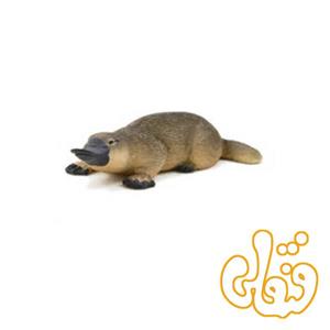 اردک منقاردار پلاتیپوس Duck-billed Platypus 387106