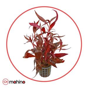 گیاه آکواریومی آلترنانترا رز