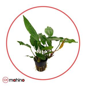 گیاه آکواریومی آنوبیاس مینی ما