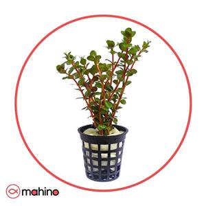 گیاه آکواریومی روتالا ایندیکا رد