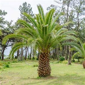 بذر نخل فنیکس کانارینسیس  phoenix canariensis