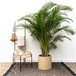 بذر نخل اریکا Dypsis lutescens