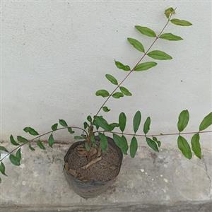نهال انار شیرین 