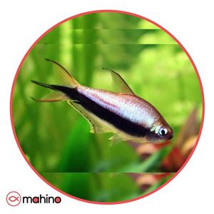 ماهی تترا امپراطور ارغوانی