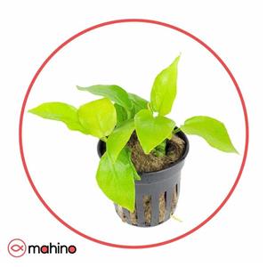 گیاه آکواریومی آنوبیاس اسپیشز گلدن (طلایی)