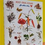 استیکر  آموزش انواع ریشه و ساقه و گل به صورت زبان فارسی و انگلیسی هفده تکه