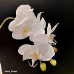 گل ارکیده لمسی سفید خارجی