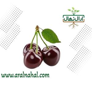نهال گیلاس لاپینز گلدانی پایه gisela