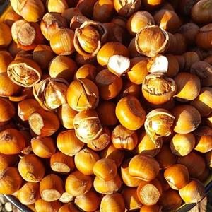 فندق خام امساله و تازه اشکورات در وزن یک کیلوگرمی