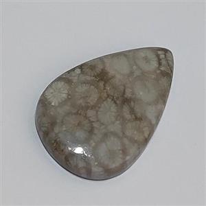 سنگ فسیل مرجان طبیعی و اصل با نقش عالی قدمت بالا  کلکسیونی کد کالا w24