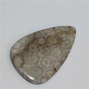 سنگ فسیل مرجان طبیعی و اصل با نقش عالی قدمت بالا  کلکسیونی کد کالا w21