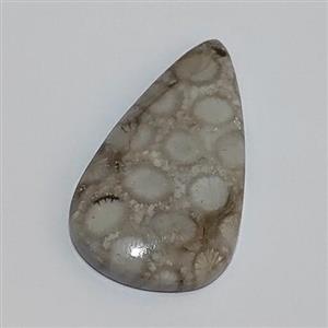 سنگ فسیل مرجان طبیعی و اصل با نقش عالی قدمت بالا  کلکسیونی کد کالا w20