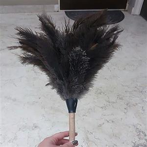 گردگیر شترمرغ