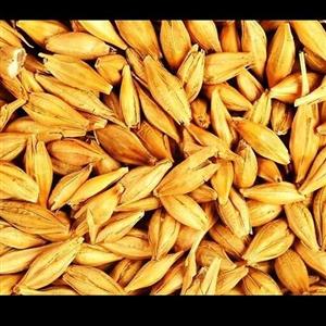 جو ( با پوست) (کاشت دیم) (2 کیلویی) ()