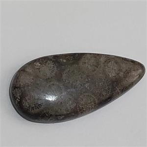 سنگ فسیل مرجان طبیعی و اصل با نقش عالی قدمت بالا  کلکسیونی کد b30