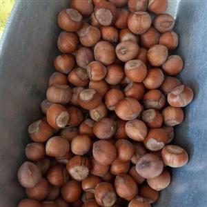 فندق درجه یک صادراتی  از اشکورات رحیم آباد گیلان