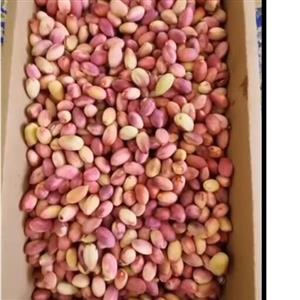 پسته تازه با کیفیت عالی در جعبه 5 الی 6 کیلویی