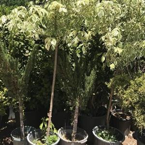 نهال افرا ابلق 1 متری