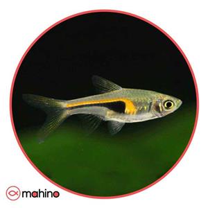 ماهی رازبورا هنکل