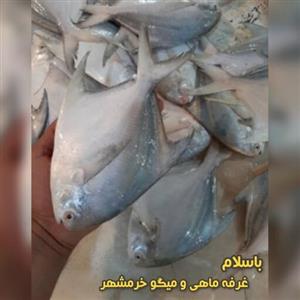 ماهی حلوا سفید (زبیدی ) تازه و صید روز (پک یک کیلویی)بسیار خوشمزه و لذیذ مناسب برای سرخ کردن