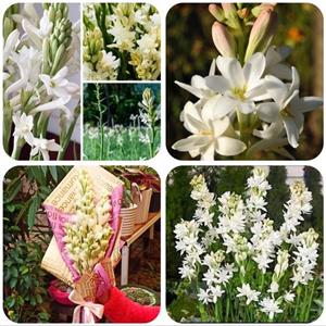 پیاز گل مریم معطر(۵ عددی)