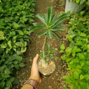 بونسای آدنیوم ( رز صحرا )(حداقل 250 تومن از غرفمون خرید بشه  برای هر دومون بصرفه تر میشه)(هزینه ارسال پسکرایه)