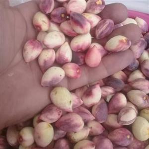 پسته تازه رفسنجان 5 کیلویی بدون خطا و 100درصد رسیده
