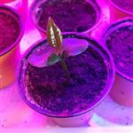 لامپ رشد 60 وات  - Grow Light