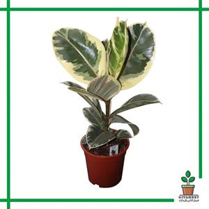 فیکوس الاستیکا ابلق
