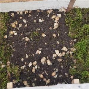 خاک حلزون آچاتینا 5 کیلویی