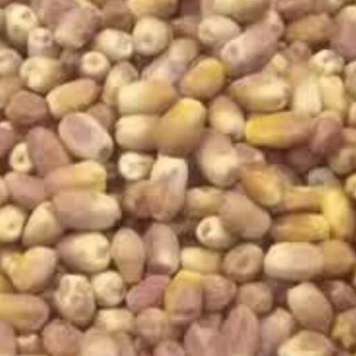 خرما زاهدی فله