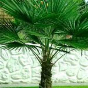 نخل زینتی پالم بادبزنی لاتانیا ده ساله حدودا دو متری