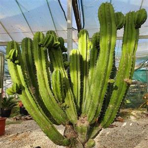 کود تقویتی مخصوص کاکتوس پایه خیاری ظرافت