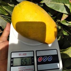 نهال انبه پیوندی پاکستانی درشت رقم قیاسی