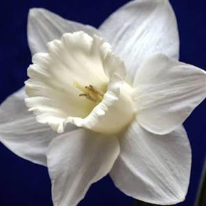 پیاز  کمیاب گل نرگس هلندی سفیدLady white