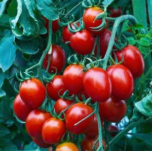 کود تقویتی مخصوص گوجه فرنگی ظرافت